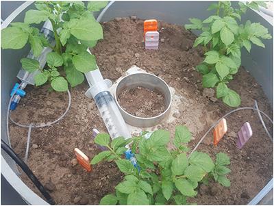 Enhanced Weathering Using Basalt Rock Powder: Carbon Sequestration, Co-benefits and Risks in a Mesocosm Study With Solanum tuberosum